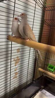 Holúbok diamantový - hnedý / šedý - 2