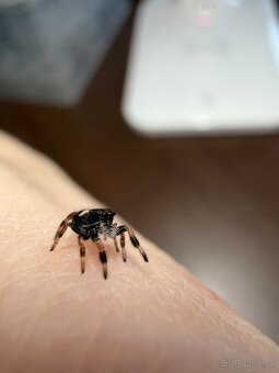 Skákavky Phidippus regius “Everglades” - 2