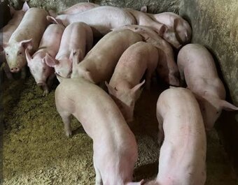 Ponúkam na predaj prasatá - 2