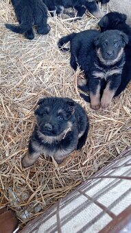 Nemecký ovčiak - 2