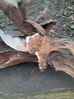 Preparát, trofej, trofeje, parozie - 2