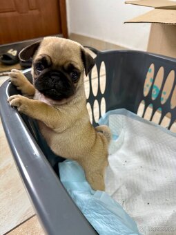 Mops mopslik - 2