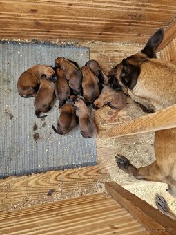 Belgicky ovčiak Malinois - 2