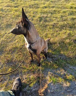 Belgicky ovčiak Malinois - 2
