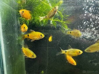 🐟 Parmičky sumatranské (klasické aj zlaté) 🐟 - 2