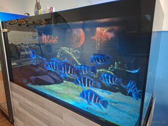 Cyphotilapia frontosa Blue Zaire Moba - 2