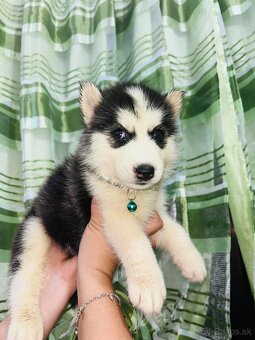 Sibírsky husky samec a samica - 2