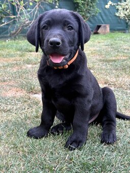 Labrador šteniatka - 2