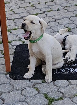 Šteniatko labrador - 2