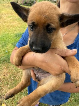 Belgicky ovčiak malinois - 2