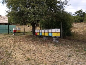 Predám 15 kusov včelstiev B10 aj s uľmi. - 2