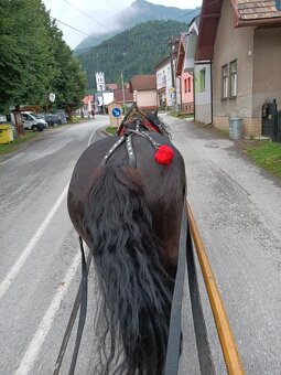 Predám plemenneho žrebca - 2