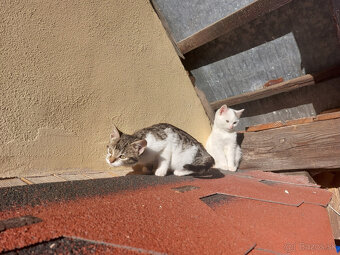 Podarujem mačiatka - 2