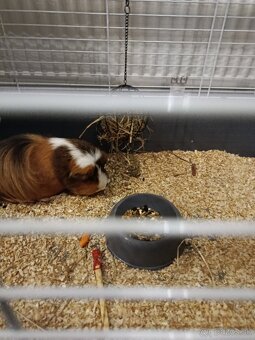 Morské prasa aj s klietkou - 2