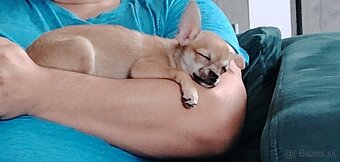 Čivava krátkosrstá (psík) - 2