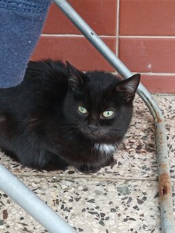 Darujem mačiatka - 2