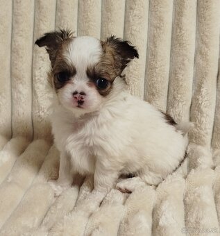 Čivava mini psík dlhosrstý - 2