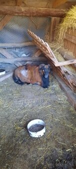 Kamerunske ovečky - 2