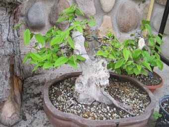 bonsai,bonsaj-hrab 7 - 2