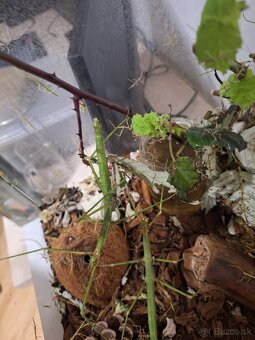 Pakobylka rozkatá Medauroidea extradentata - 2