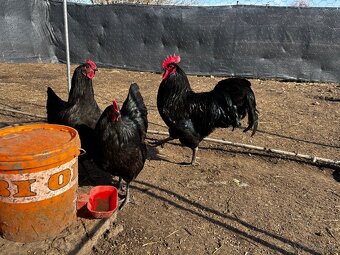 Nasadove vajíčka - 2