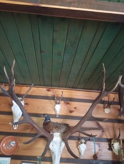 Trofeje srnca a jeleňa - 2