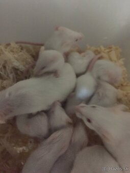 Laboratórne myši - 2