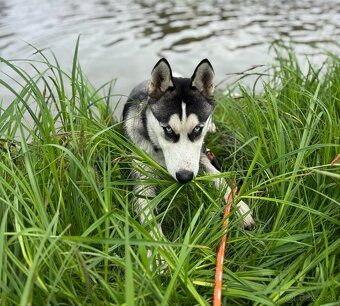 Sibírsky husky - 2