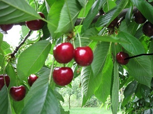 Čerešne - 2