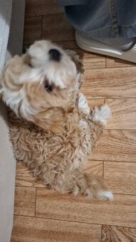 Predám psíka Maltipoo - 2