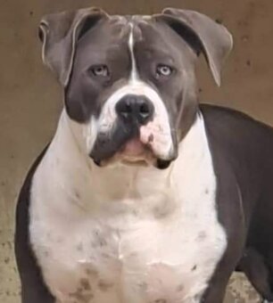 American Bully krytie - 2