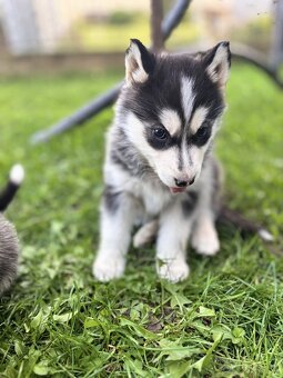 Sibírsky husky - 2