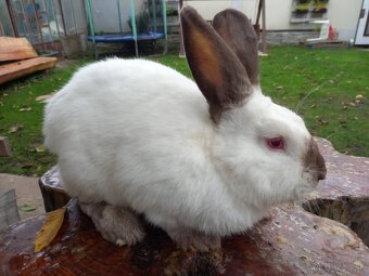Kalifornský králik - 2