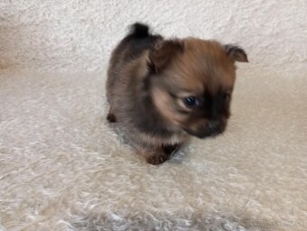 šteniatka Pomeranian 🐾 - 2