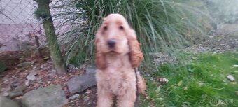 Anglický kokršpaněl kokeršpaniel - 2