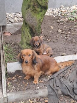 Predám šteniatka jazvečika. - 2