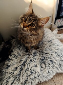 Maine Coon, mainska mývalia - 2