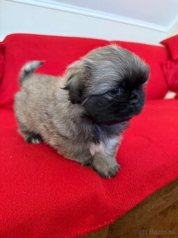 Pekinský palácový psík - 2