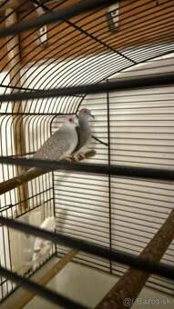 Holúbok diamantový - šedý / hnedý - 2