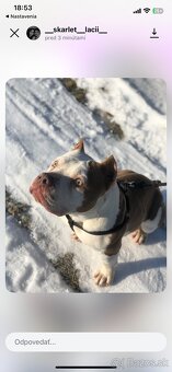 American bully pocket - 2