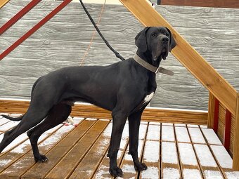 Nemecká doga čierna - KRYTIE - 2