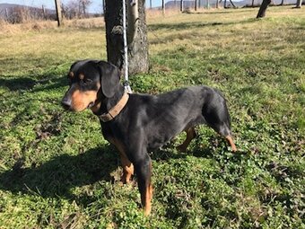 Darujem Slovenského kopova - 2