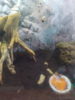 Slimák Africký - 2