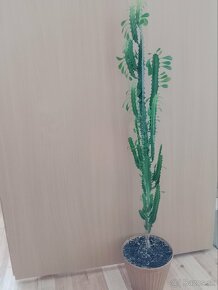 Kvet  - Euphorbia trigona mill - 2