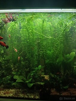 Predám Egeria densa - 2
