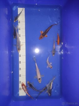Koi kapor - 2