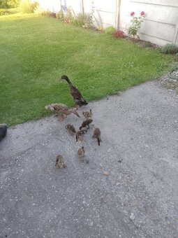 Indicky bezec - 2