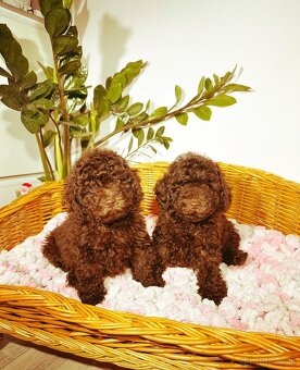 Pudel toy chocolate - 2