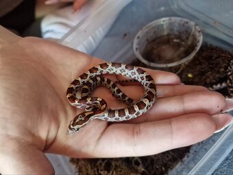 Užovky,rat snake,pavuky - 2