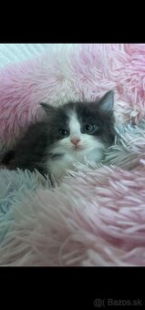 Ragdoll s britským bicolor mačiatka - 2